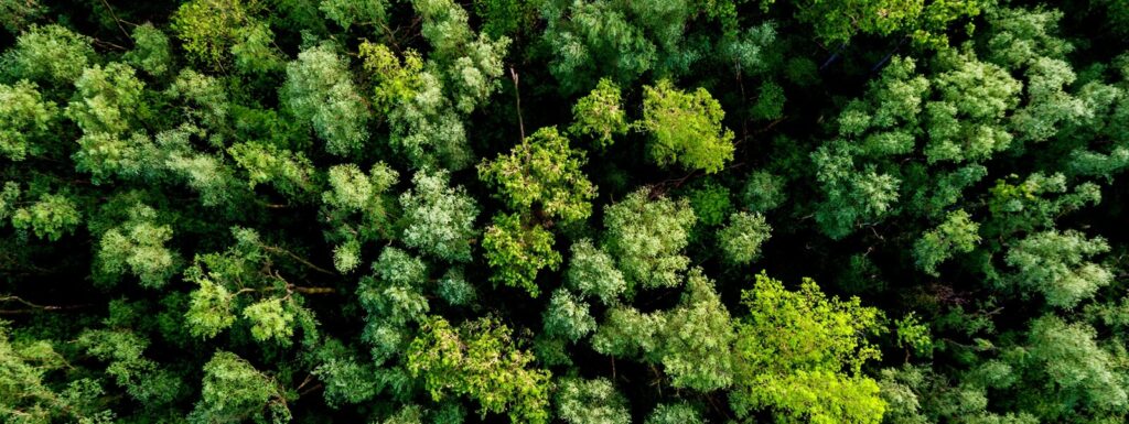 Sustainable Securities, Green Bonds I
